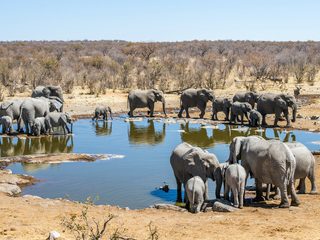 20210208164038-Etosha National Park elephants at watering hole.jpg